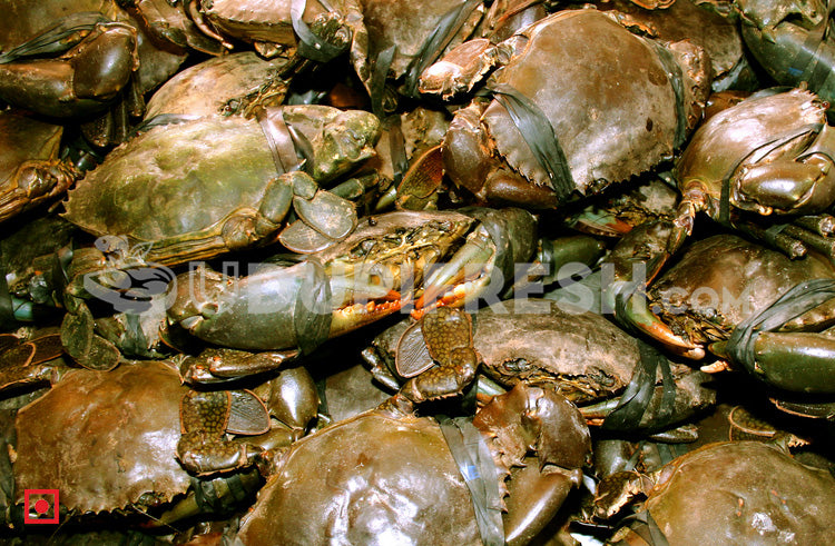 crab-1kg-price